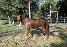 Roger - Gelding in ft myers, FL Roger - Gelding in ft myers, FL