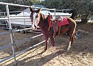 Pinto - Horse for Sale in Menifee, CA 92584