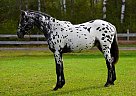 Appaloosa - Horse for Sale in Hill City, MN 55748