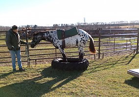 Appaloosa