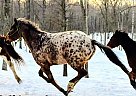 Appaloosa Gelding for Sale in Bemidji, Minnesota Appaloosa Gelding for Sale in Bemidji, Minnesota