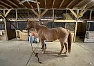 Quarter Horse - Horse for Sale in La Plata, MD 20646