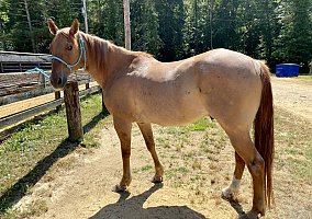 Quarter Horse (Quarter Horse, Gelding) in La Plata, MD