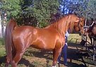 Arabian - Horse for Sale in Auburn, CA 