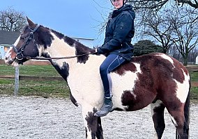 Paint (Paint, Gelding) in Landenberg, PA
