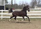 Weigand - Gelding in EdenValley, ON Weigand - Gelding in EdenValley, ON