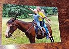 Welsh Pony Mare for Sale in Richland Center, Wisconsin Welsh Pony Mare for Sale in Richland Center, Wisconsin