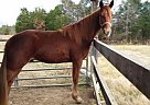 Tennessee Walking Gelding for Sale in Sutherlin, Virginia Tennessee Walking Gelding for Sale in Sutherlin, Virginia