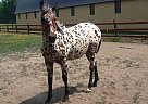 Appaloosa - Horse for Sale in Princeton, IL 61356 Appaloosa - Horse for Sale in Princeton, IL 61356