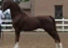 Registered Morgan Stallion, Trim... Menomin Monet