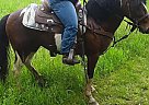 Rain - Mare in Sugarcreek, OH Rain - Mare in Sugarcreek, OH