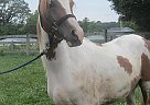 Half Arabian Gelding for Sale in Cottage Grove, Wisconsin Half Arabian Gelding for Sale in Cottage Grove, Wisconsin