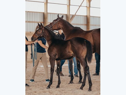 2023 Westfalian Filly