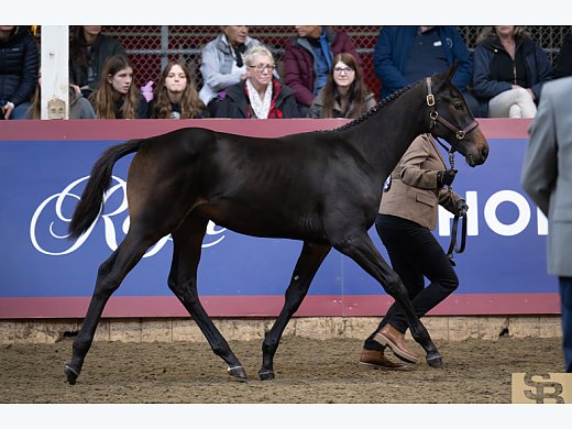 2024 CSH Colt