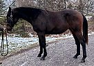 Warmblood - Horse for Sale in Hagersville, ON N0A 1H0