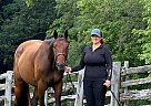 Warmblood - Horse for Sale in Hagersville, ON N0A 1H0