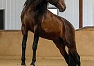 Friesian - Horse for Sale in LaPorte, IN 46350