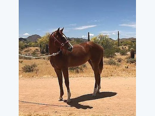 APHA Mare for Sale
