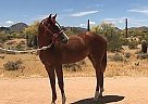 Paint Mare for Sale in Queen Creek, Arizona Paint Mare for Sale in Queen Creek, Arizona