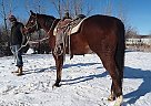 Quarter Horse Gelding for Sale in Kadoka, South Dakota Quarter Horse Gelding for Sale in Kadoka, South Dakota