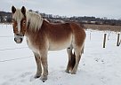 Belgian Draft - Horse for Sale in Stanchfield, MN 55080