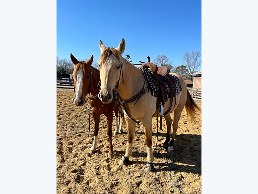 Bonded Pair Wisco and Bullet