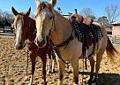Quarter Horse - Horse for Sale in Aiken, SC 29801 Quarter Horse - Horse for Sale in Aiken, SC 29801