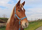 Tennessee Walking - Horse for Sale in Los Banos, CA 93635 Tennessee Walking - Horse for Sale in Los Banos, CA 93635