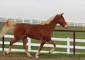 Tennessee Walking (Tennessee Walking, Gelding) in Los Banos, CA