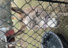 Donkey - Horse for Sale in Belton, TX 76513 Donkey - Horse for Sale in Belton, TX 76513