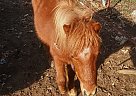 Miniature - Horse for Sale in Yukon, OK 73099