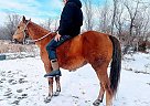 Quarter Horse Gelding for Sale in Kadoka, South Dakota Quarter Horse Gelding for Sale in Kadoka, South Dakota