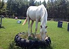 - Mare in Camden, SC - Mare in Camden, SC