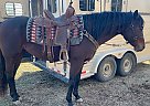 Quarter Pony - Horse for Sale in Aiken, SC 29801 Quarter Pony - Horse for Sale in Aiken, SC 29801