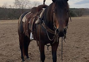Ralphur (Quarter Pony, Gelding) in Aiken, SC