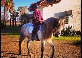 Andalusian / PRE (Andalusian / PRE, Stallion) in Wilton, CA