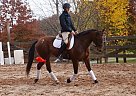 Quarter Horse Gelding for Sale in Trout Run, Pennsylvania Quarter Horse Gelding