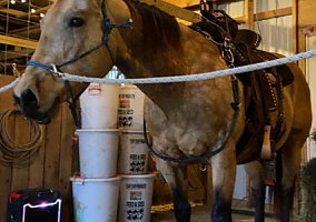 Quarter Horse (Quarter Horse, Mare) in New Market, MD