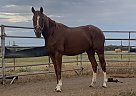 Westphalian - Horse for Sale in George West, TX 78022