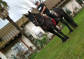 Friesian (Friesian, Stallion) in Wilton, CA