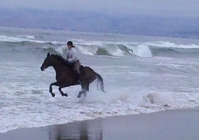 Thoroughbred (Thoroughbred, Stallion) in Moreno Valley, CA