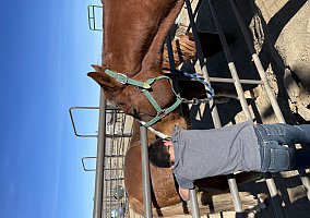 Quarter Horse (Quarter Horse, Gelding) in Stagecoach, NV