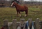 - Gelding in Verona, ON - Gelding in Verona, ON