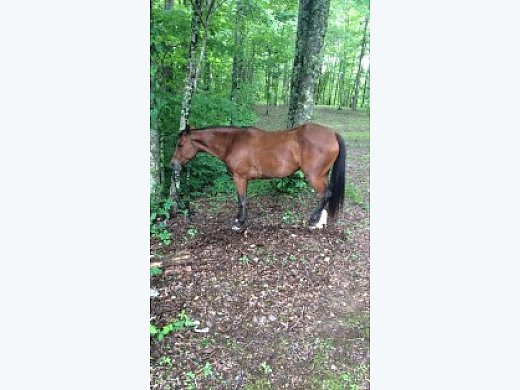 Grade Mare