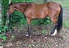 Other - Horse for Sale in Pennington Gap, VA 24265