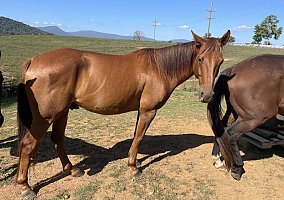 Horse