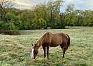 Quarter Horse - Horse for Sale in Petersburg, KY 41080