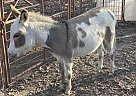 Donkey - Horse for Sale in Seguin, TX 78155