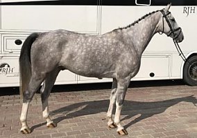 Warmblood (Warmblood, Gelding)