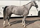 Oldenburg - Horse for Sale in Frankfurt,  60311